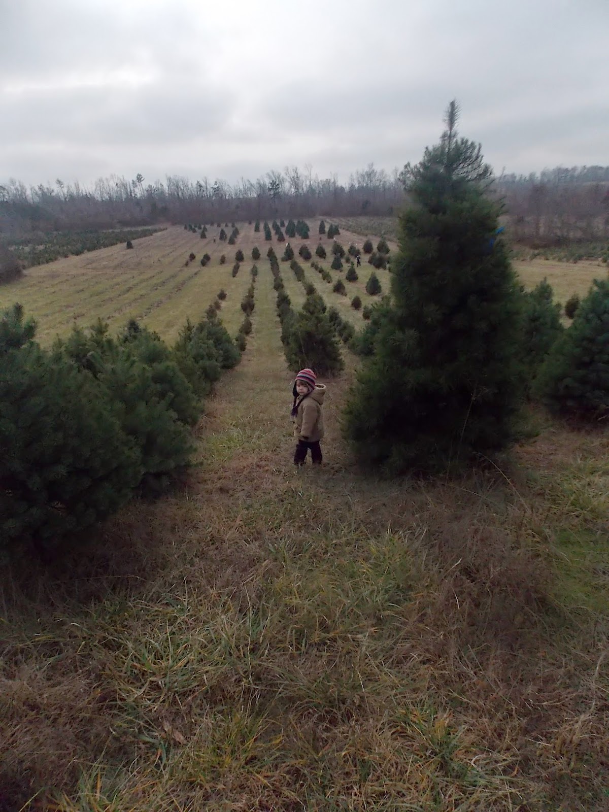 Primitive Gypsy Oh Christmas Tree (Farm) Oh Christmas Tree (Farm