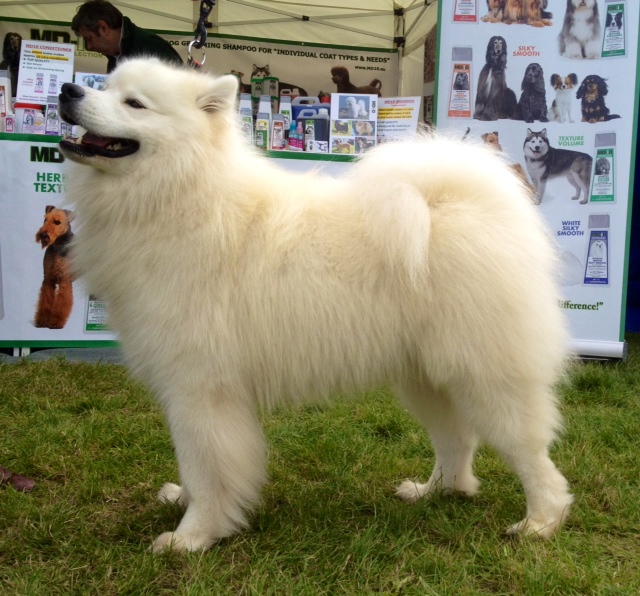 Professional Dog Grooming Shampoo MD10 Collection Champu para Perros