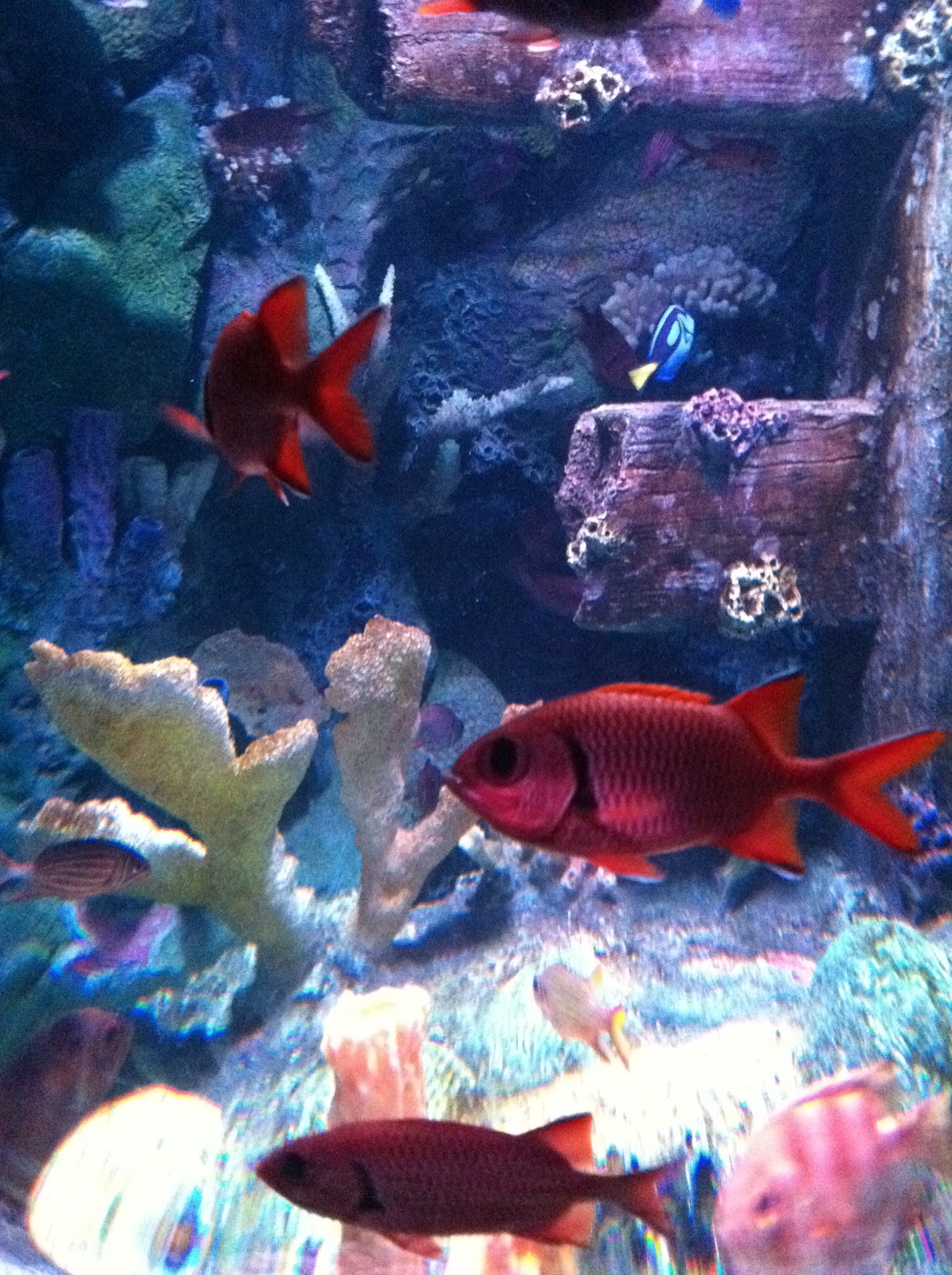 The Jungle Store The Kansas City Sea Life Aquarium