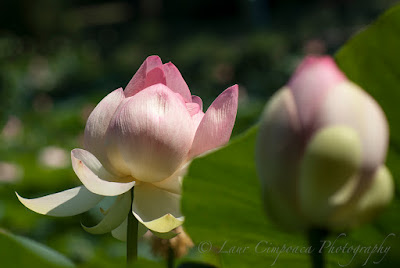 Nelumbo nucifera Floare de Lotus flower Lotosblume λωτόςλουλούδι fiorediloto flordelótus flordeloto lótuszvirág