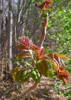 Grandma Pearl S Backporch Weigela Shrubs Hummingbird Magnets