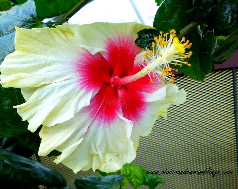 The Flower Dome, Gardens by the bay