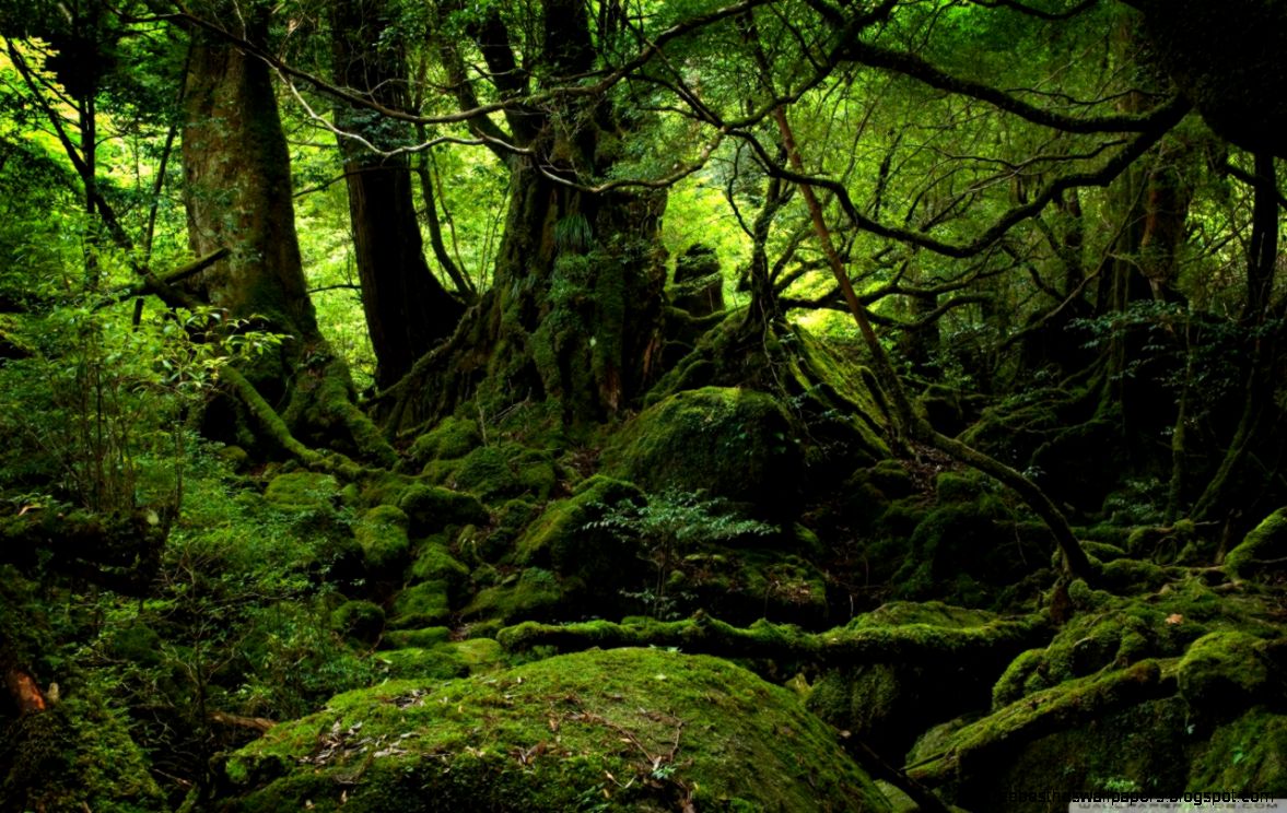 Rainforest HD desktop wallpaper High Definition Fullscreen Rainforest HD desktop wallpaper High Definition Fullscreen