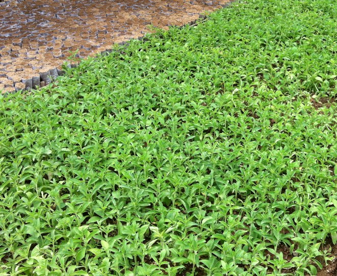 How To Care and Cultivate Stevia Plant