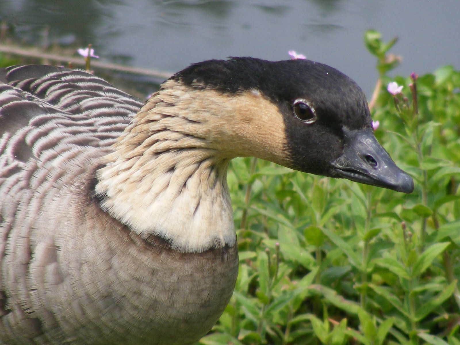 The Hawaiian Goose