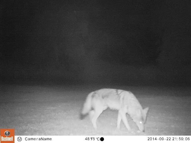 COYOTE ON THE PROWL!