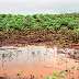 Chuva intensa castiga lavouras de soja do Paraná