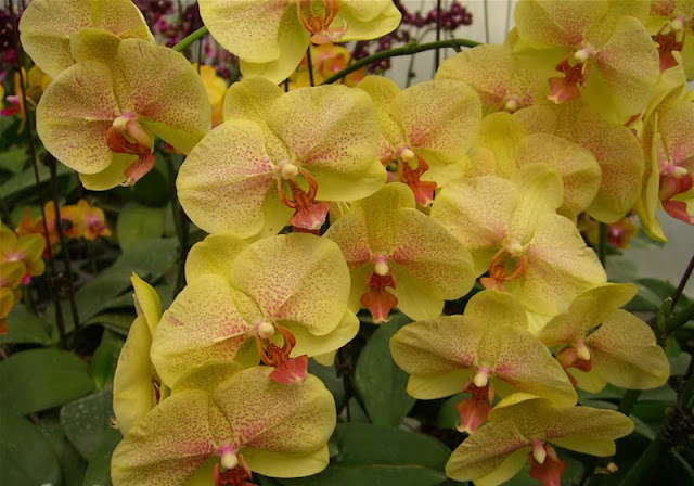 Phalaenopsis Flowers Pictures