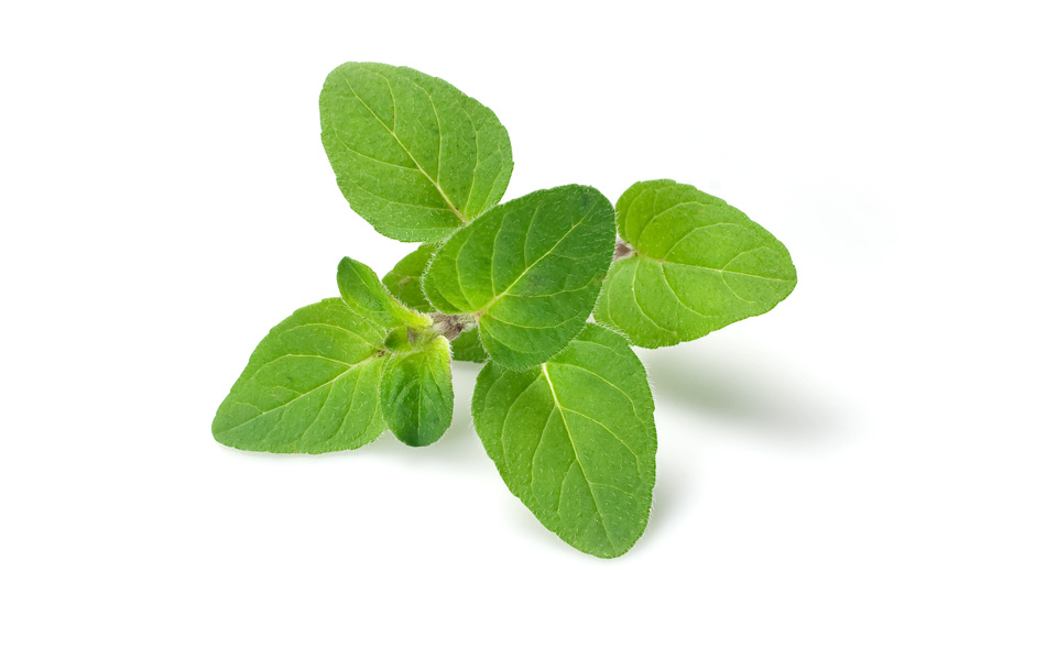 NATURAL HERBS USED AS SPICES TO BURN BELLY FAT Natural Fitness Tips