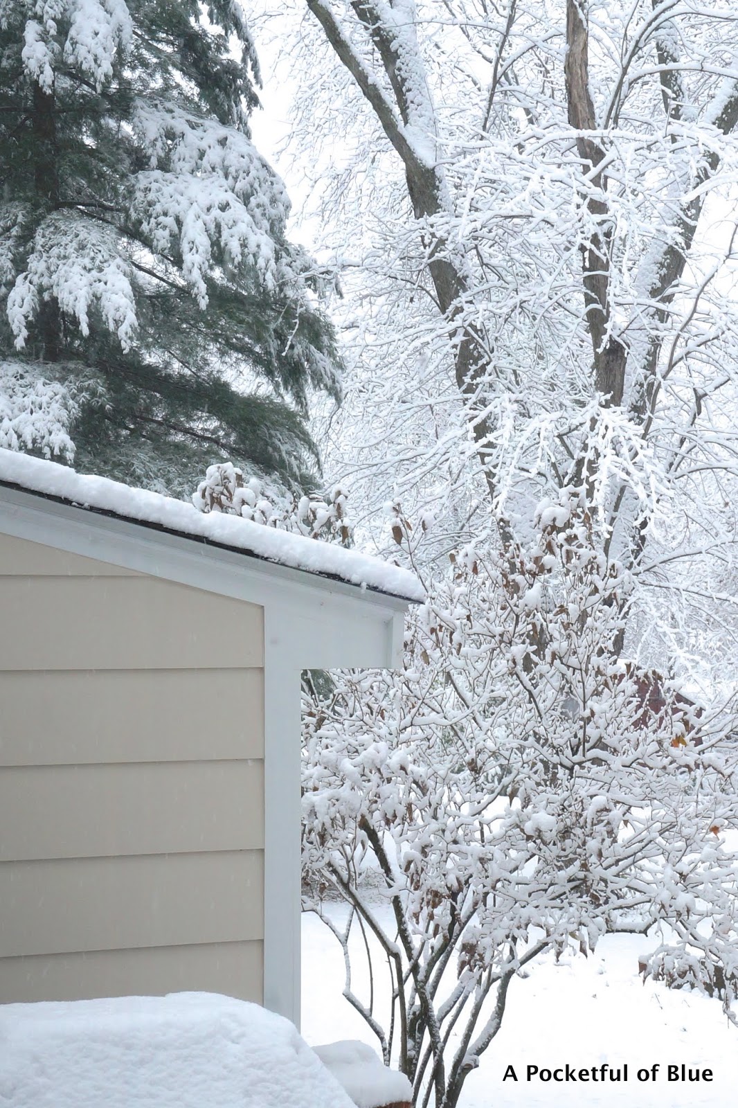 SNOW IN OUR BACKYARD