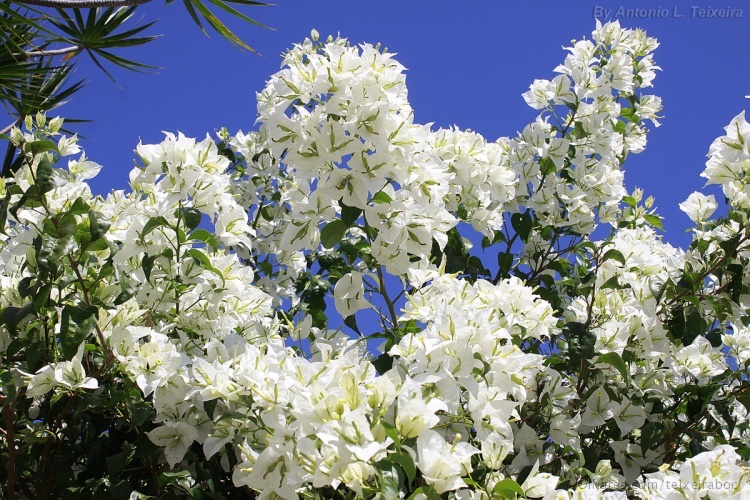 flores jardim primavera:primavera branca primavera dobrada primavera vermelha primavera rosa flores jardim primavera:primavera branca primavera dobrada primavera vermelha primavera rosa