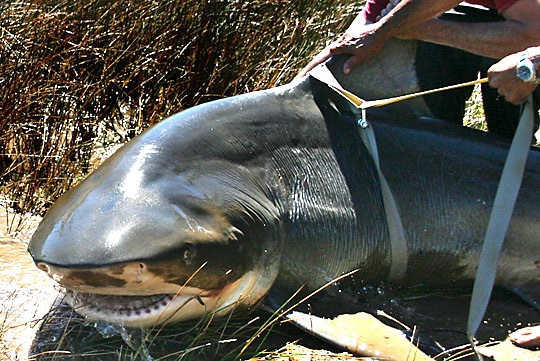 World record Zambezi (Bull) shark