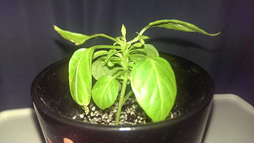 20150302-habanero06.png