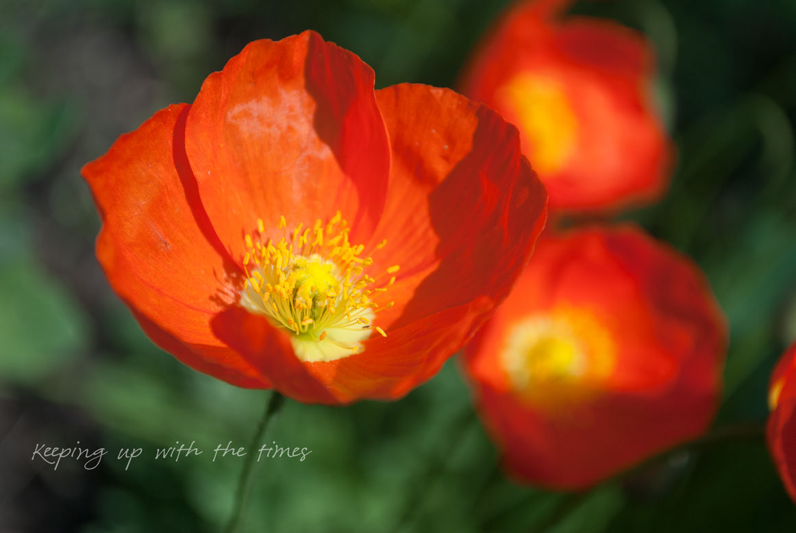 Perennial poppies Keeping With The Times