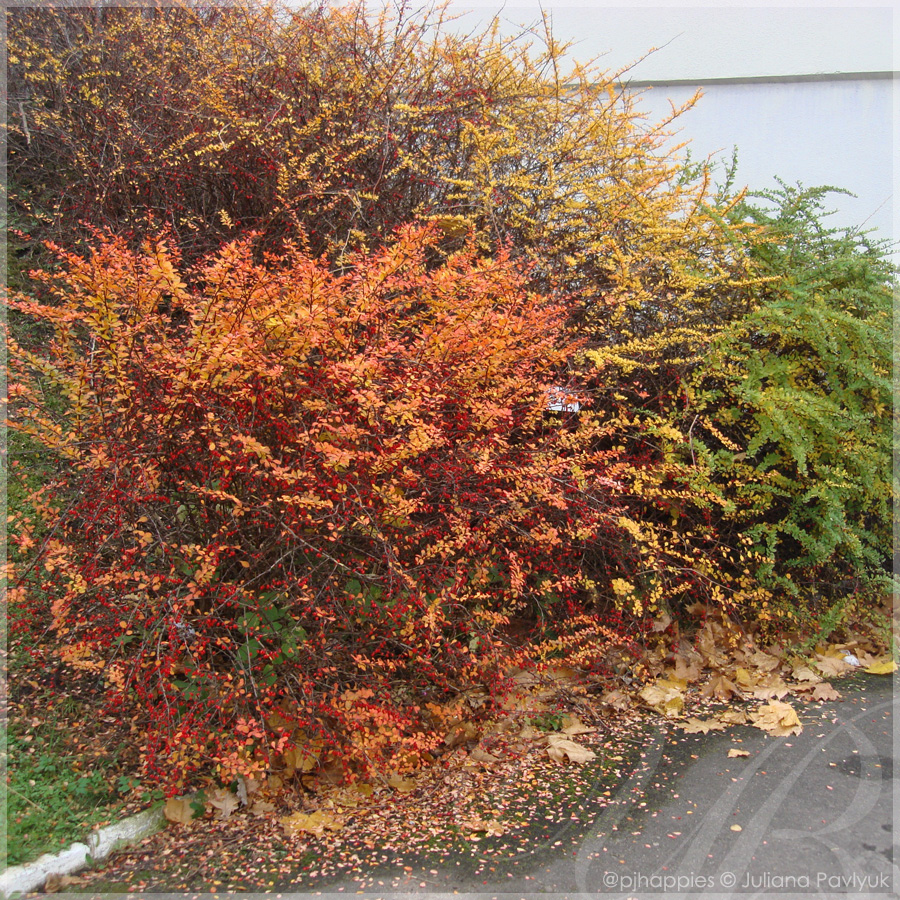 Pj Happies Thunberg S Barberry