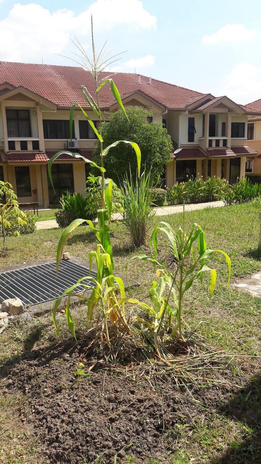 kebun sejemput&hellip;: Jagung Berbunga Jantan dan Berketiak - Minggu 10