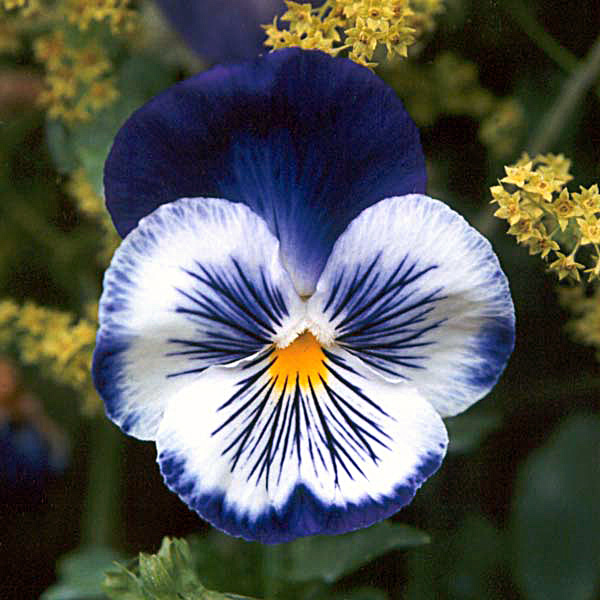Memory Is The Bursts Of Flowers Beautiful Pansy Flowers That Resemble