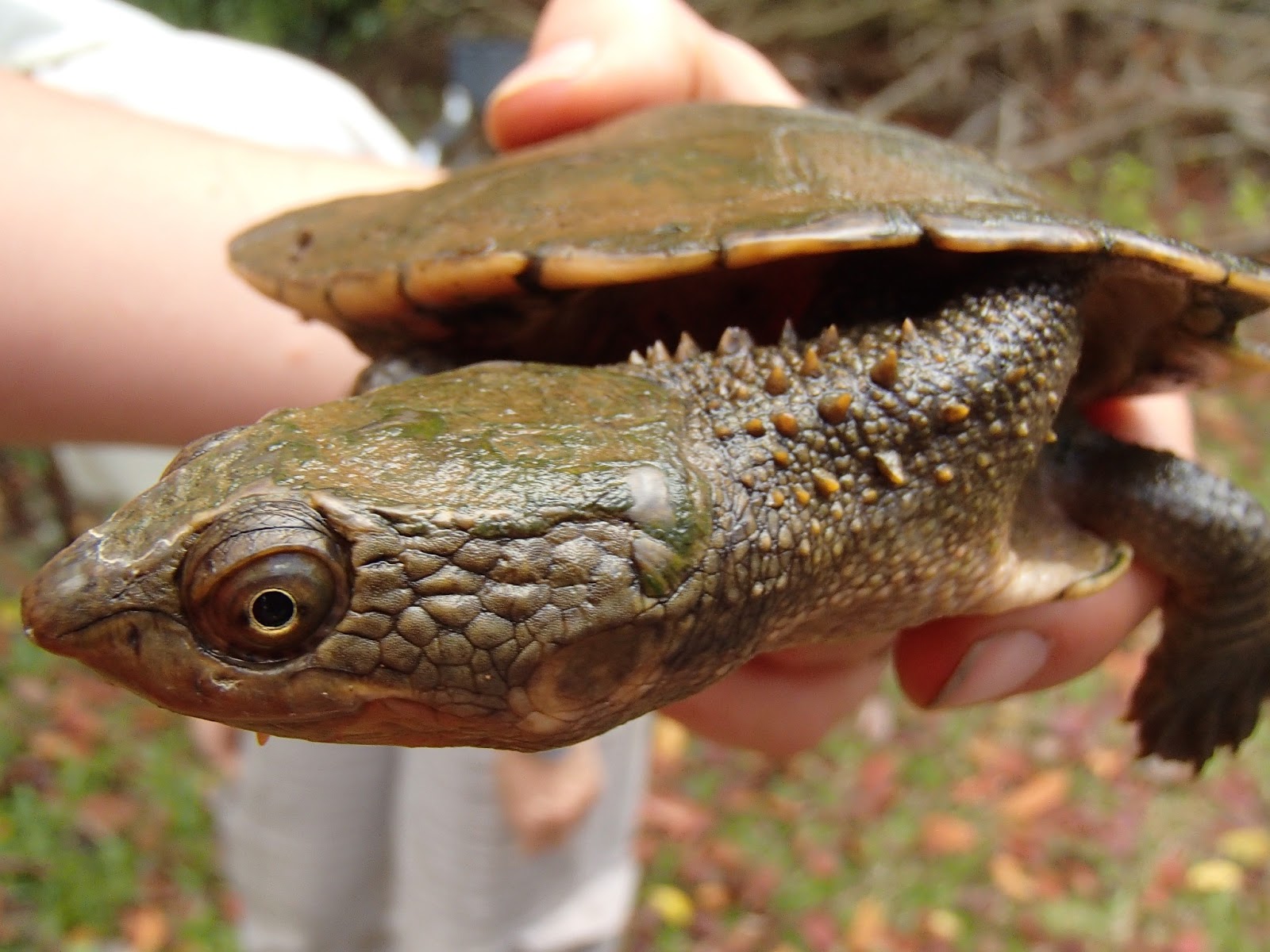 MINC Internship Elseya irwini (Johnstone river turtle) Monitoring and
