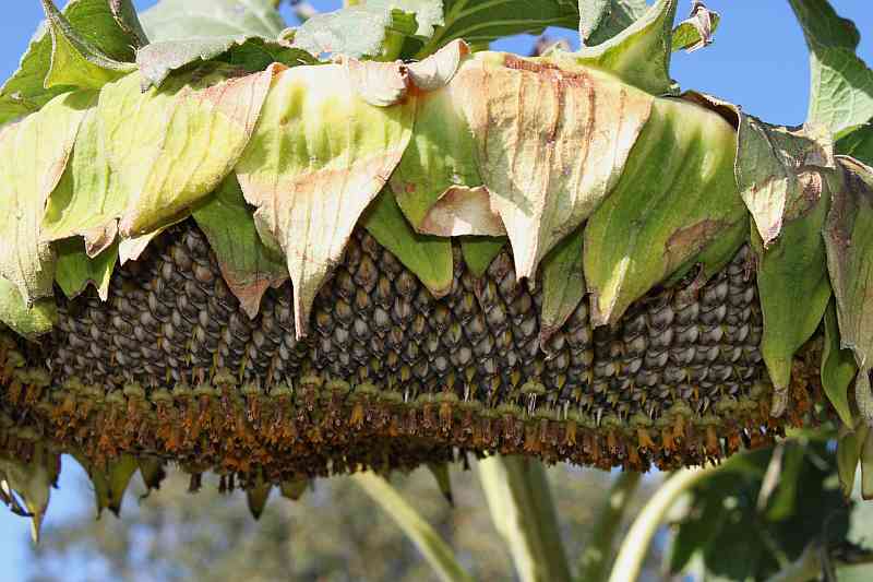 Easy Living the Hard Way Harvesting Sunflower Seeds.