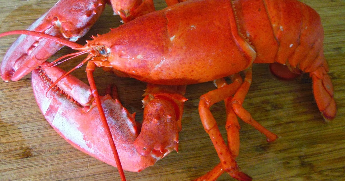 Food Newsy From Suzie! Today I Found A One and a Half Pound Lobster!