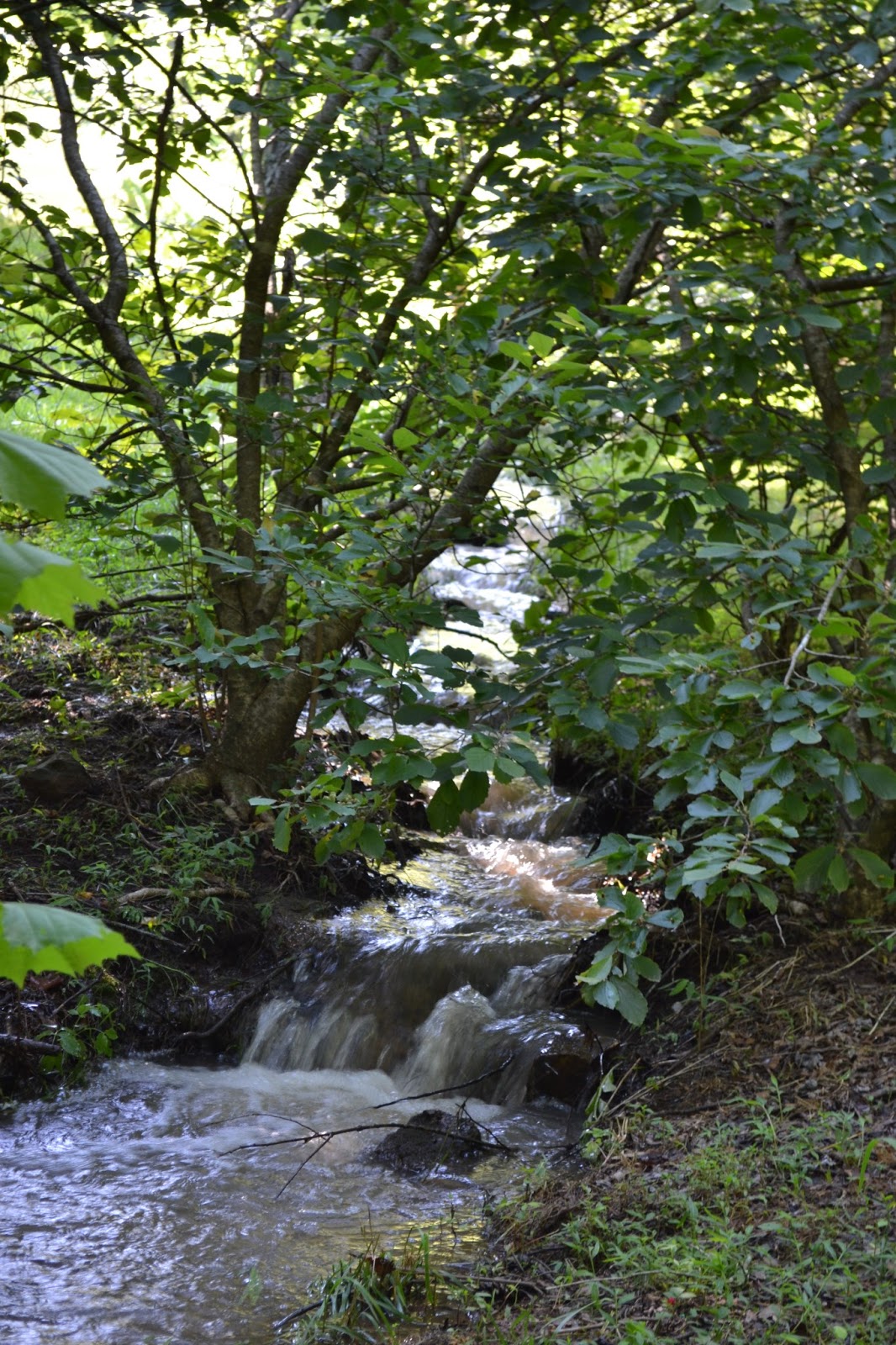 Three Pixie Lane Blackberry Farm (Top Ten Things to Do)