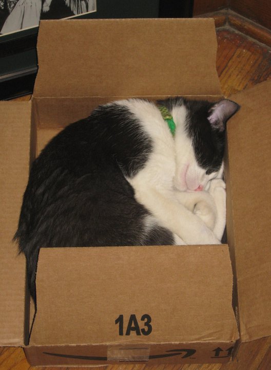 my world Cats Sleep Anywhere