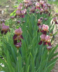 Iris blooms in the Spring