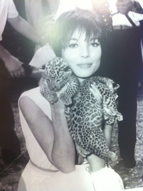 elsa martinelli old old photos of celebrities with lions and tigers and bears elsa martinelli old old photos of celebrities with lions and tigers and bears
