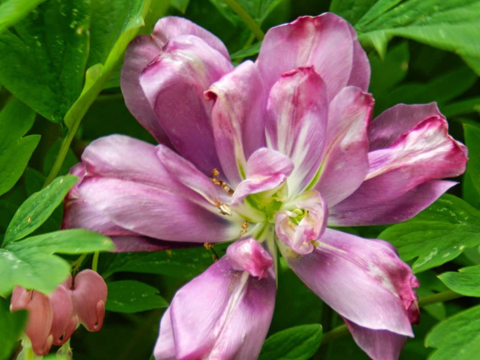 Prairie Rose's Garden MidMay Blooms for GBBD