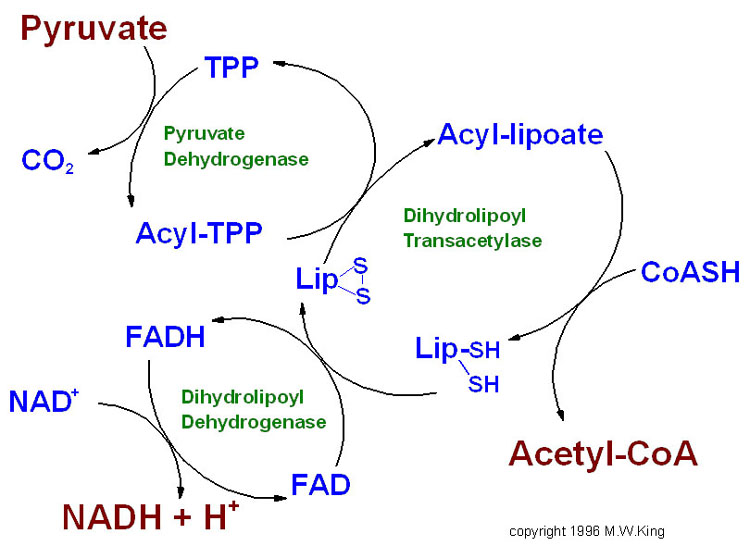 Pyruvate Diagram