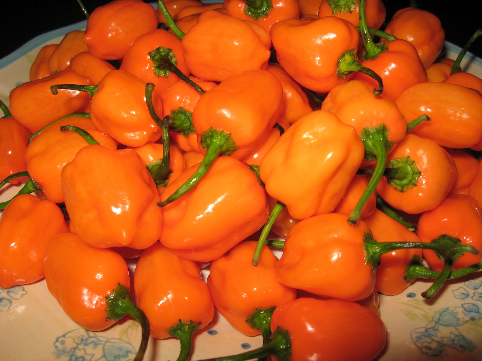 Extreme Hot Peppers: Orange Habanero
