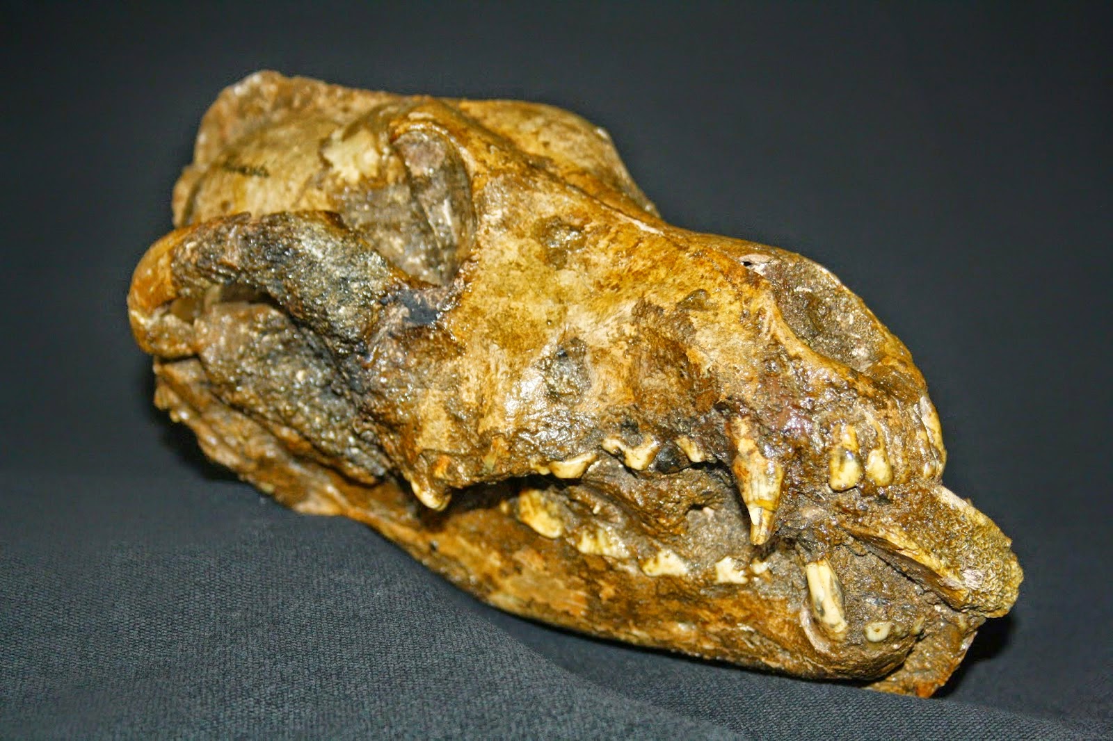 Petwatch Fuer die Partnerschaft Mensch Hund Human Dog Bonding