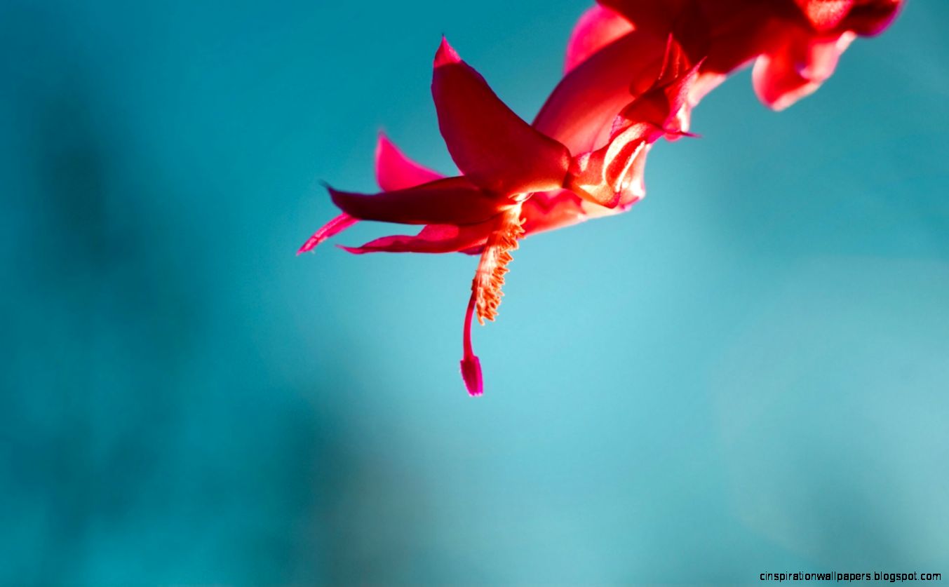 Official Windows 8 Red Flora Wallpaper Microsoft Windows 8 RTM Official Windows 8 Red Flora Wallpaper Microsoft Windows 8 RTM