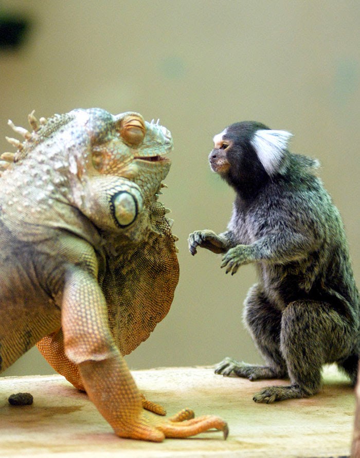 #18 Green Iguana And Marmoset - Unusual Animal Friendships That Are Absolutely Adorable! #18 Green Iguana And Marmoset - Unusual Animal Friendships That Are Absolutely Adorable!