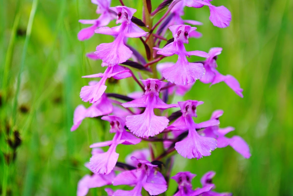 West Virginia Native WildflowersThe Big Year, 2013 Amazing Orchids in