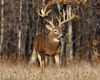 [Image: hq-wallpapers_ru_animals_41779_1280x1024.jpg]