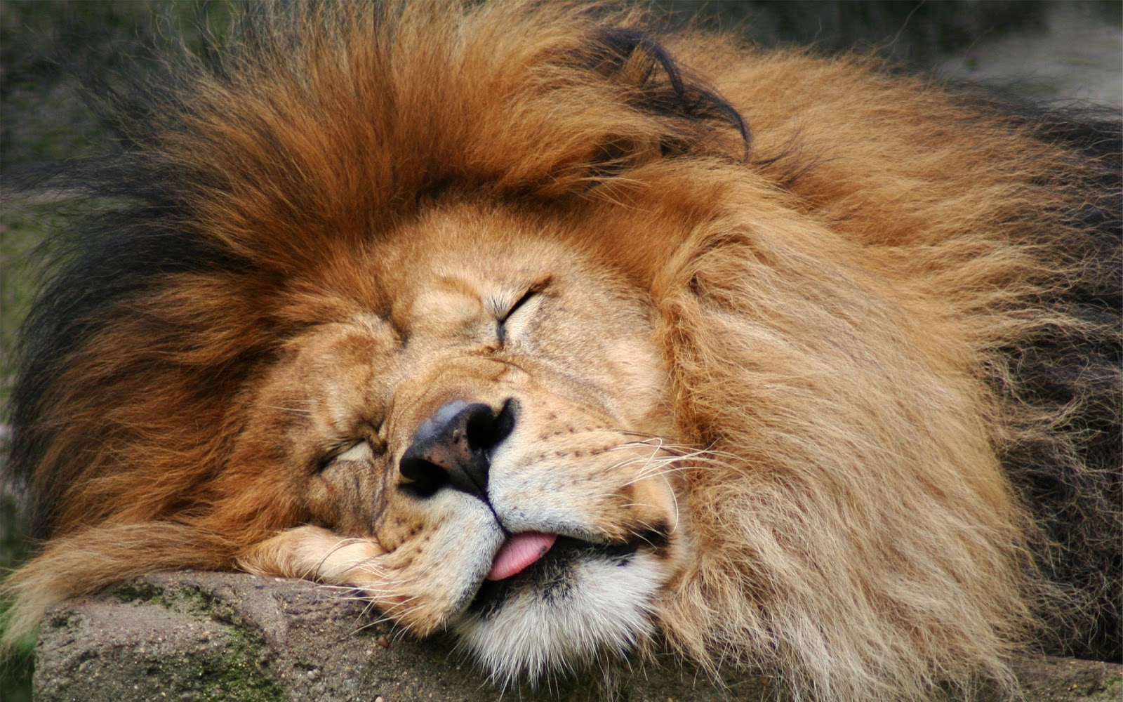 http://3.bp.blogspot.com/-3E3Jlnfrfj0/UJCFTuj0_EI/AAAAAAAAETE/FTYLQ1ztzis/s1600/Lion_sleeping.jpg