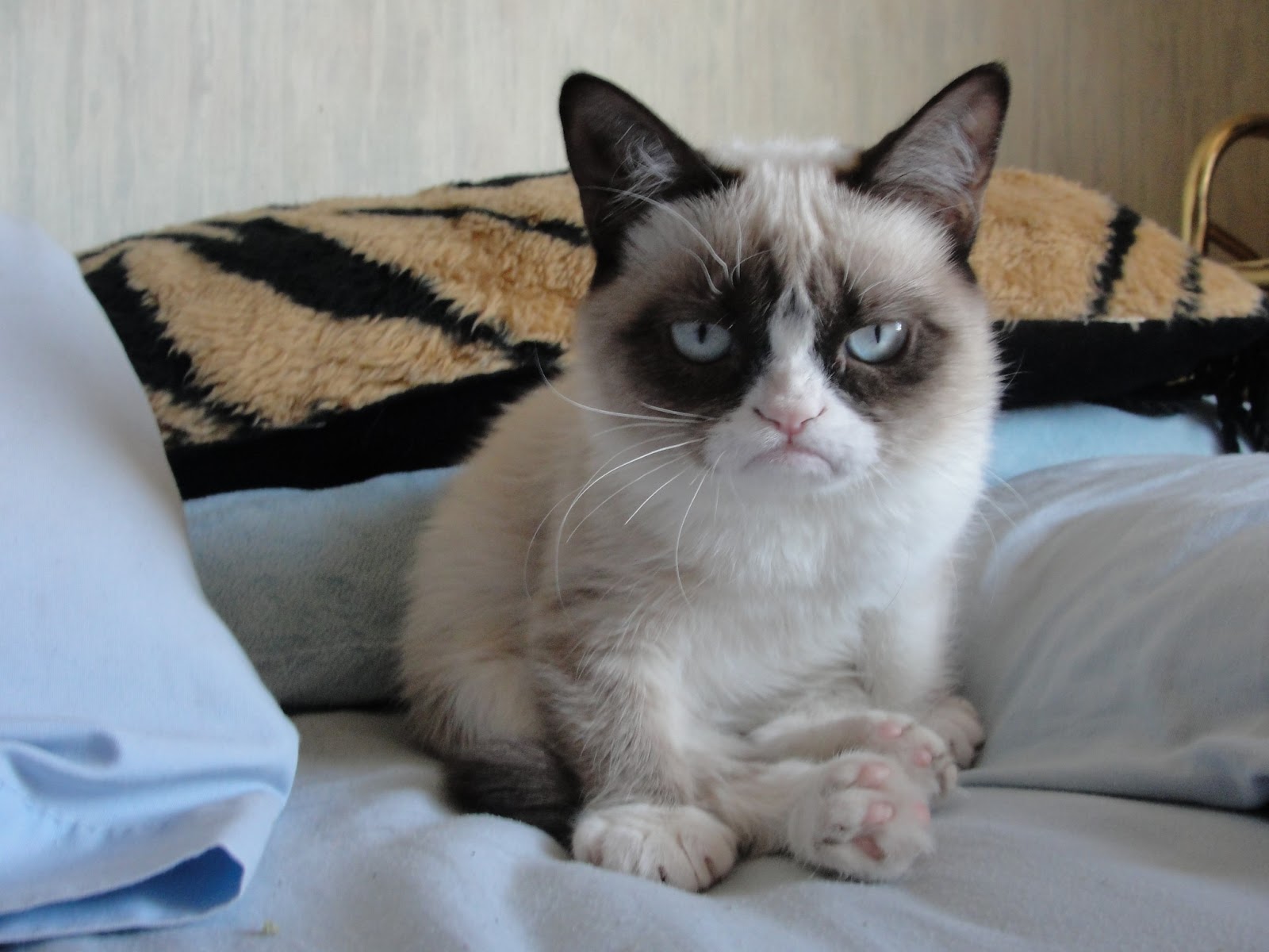Grumpy Cat Good Morning | Funny Collection World