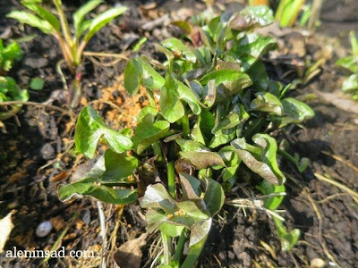 Caltha palustris, калужница, болотная, весна, веcной, ростки, черенки, аленин сад, aleninsad