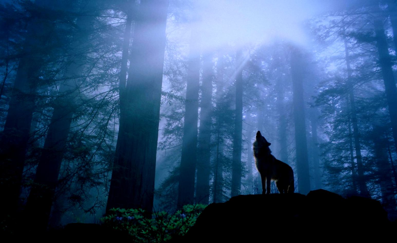 843 Wolf HD Wallpapers Backgrounds Wallpaper Abyss 843 Wolf HD Wallpapers Backgrounds Wallpaper Abyss