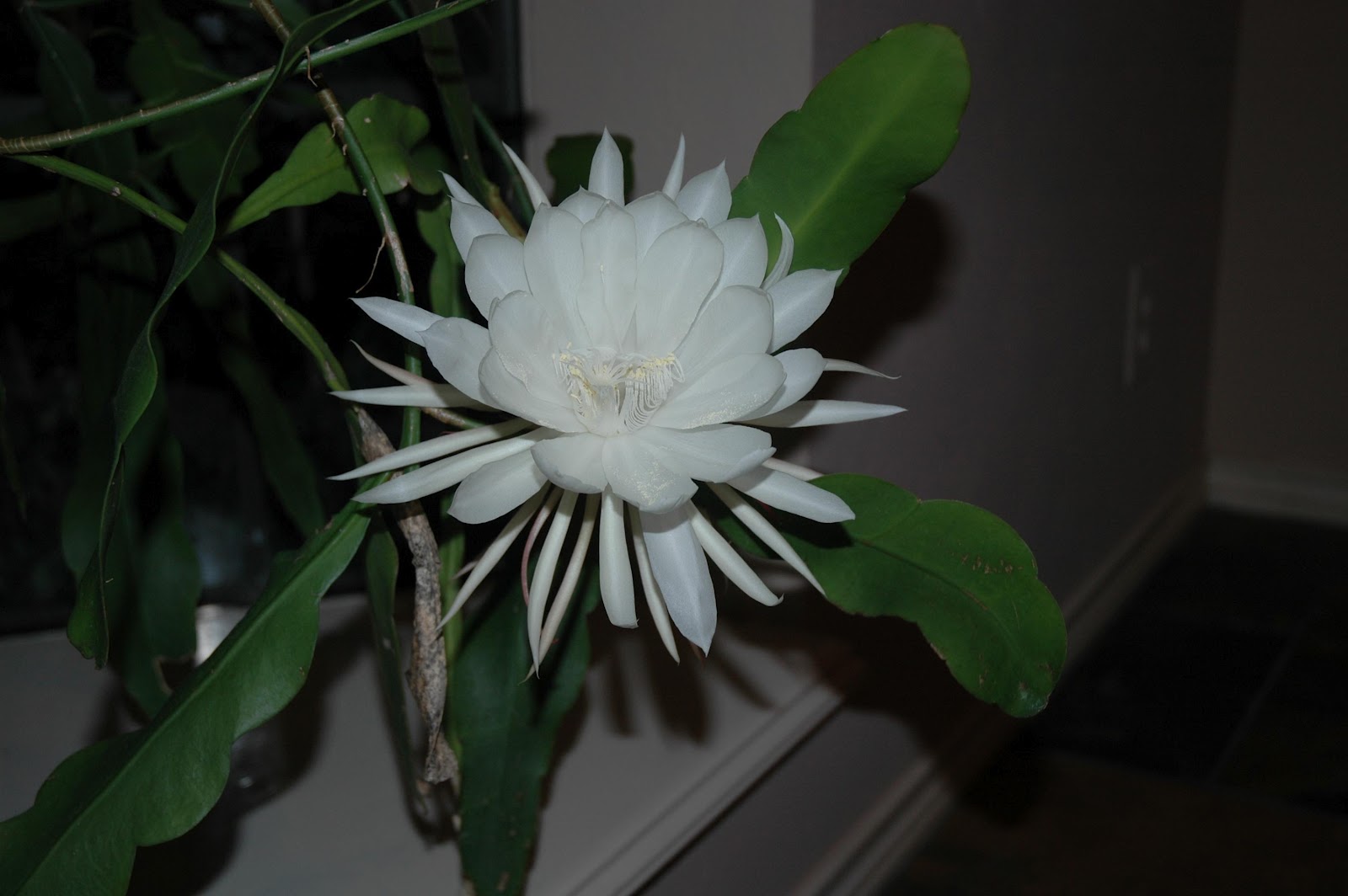 make love - English-Spanish Dictionary - WordReferencecom