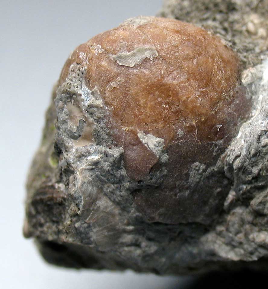 Louisville Fossils and Beyond Brown Puff Ball Fossil