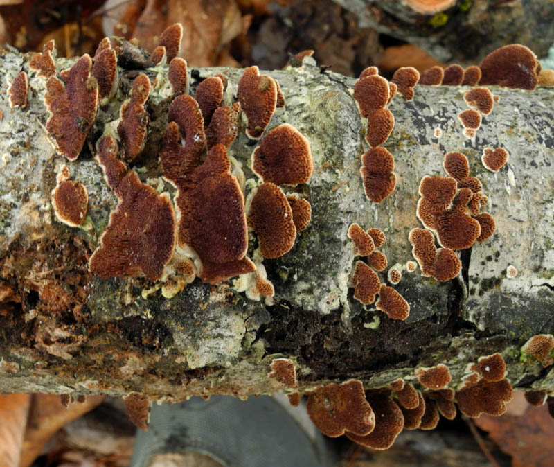 Studio and Garden A Walk in the Woods Downed Branches with Small