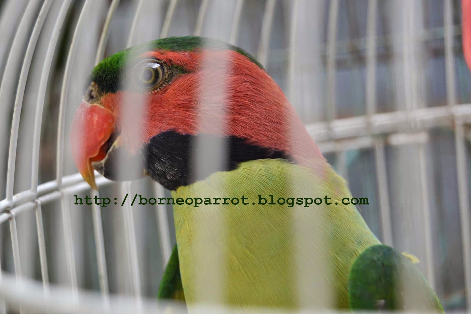 Yiha Akhirnya Dapat Betet Jantan Borneo Parrot