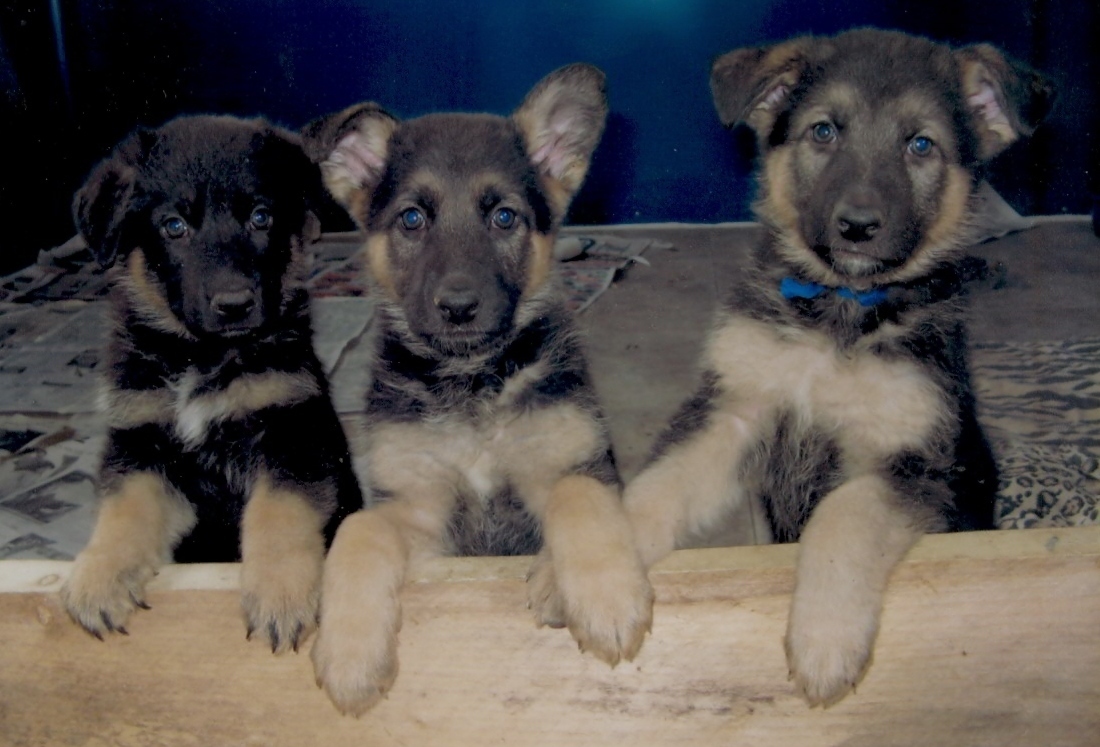Cute Puppy Dogs: german shepherd puppies