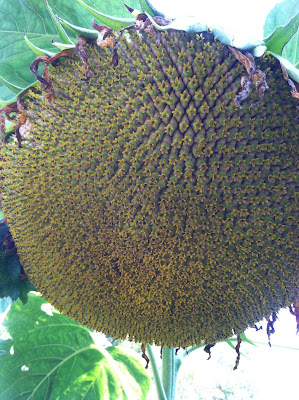 Honeyrun Farm: Surprises