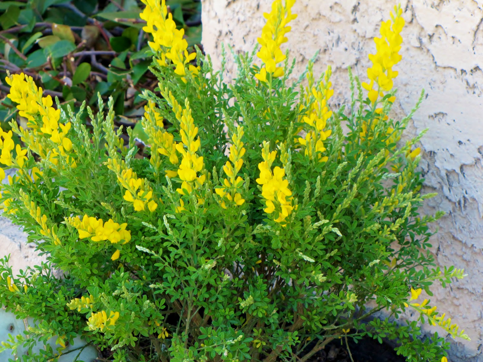 Las Aventuras Sweet Broom