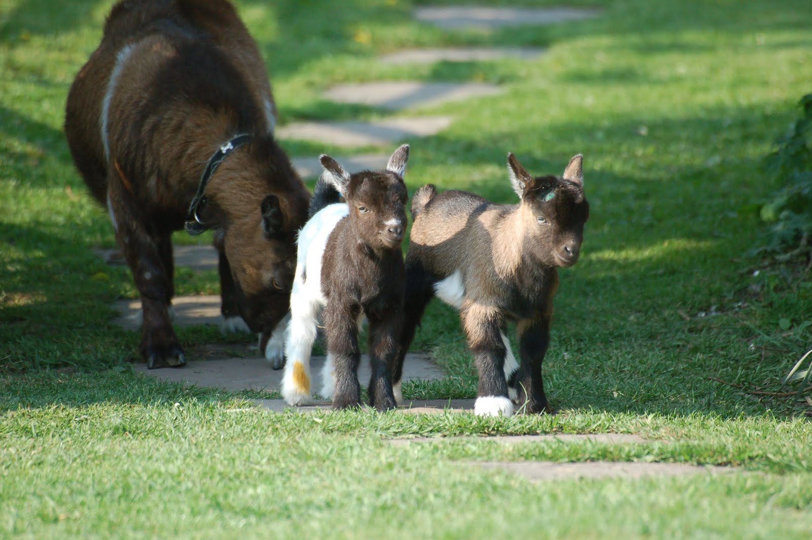 Maiden Castle Cottages Pygmy Goats Pygmy Goat kids for sale