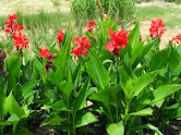 Canna wallpapers hd