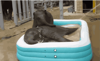Funny animal gifs - part 83 (10 gifs), two baby elephant playing in a kiddie pool